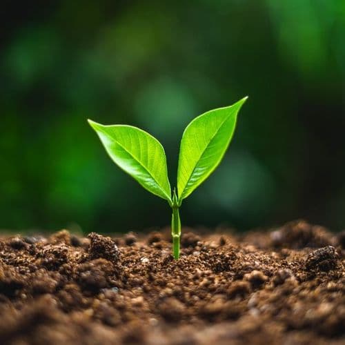 Imagen de Raíces compartidas: intercambio de plantas y esquejes